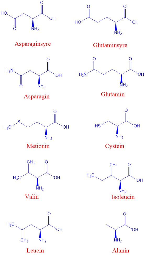 Proteinaminosyrer 1