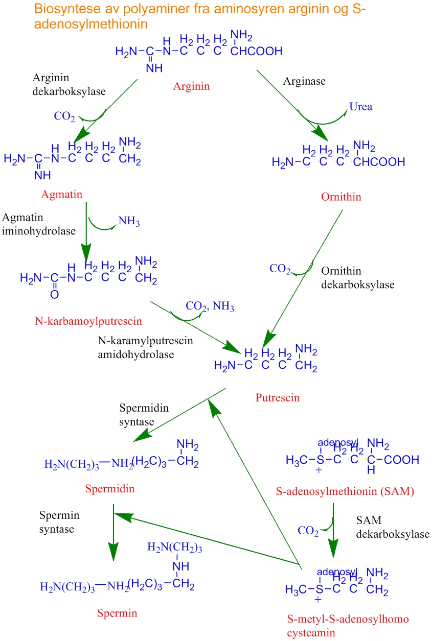 Biosyntese av polyaminer