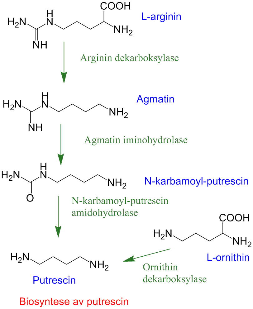 Biosyntese putrescin