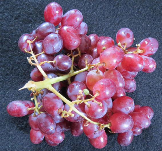 Vindrue (Vitis vinifera)