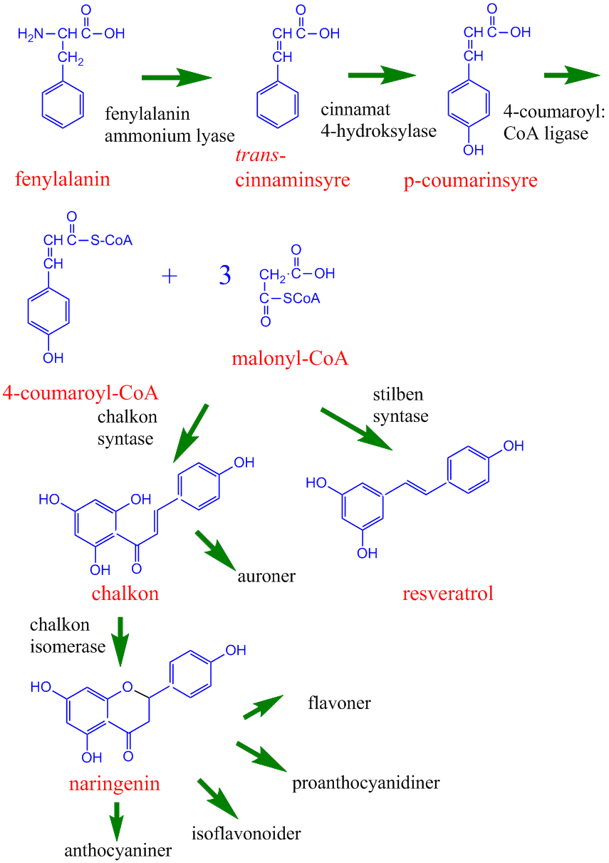 Biosyntese resveratrol