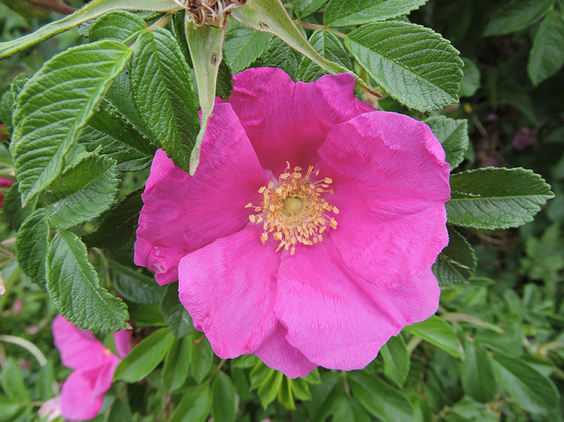 Rosa rugosa