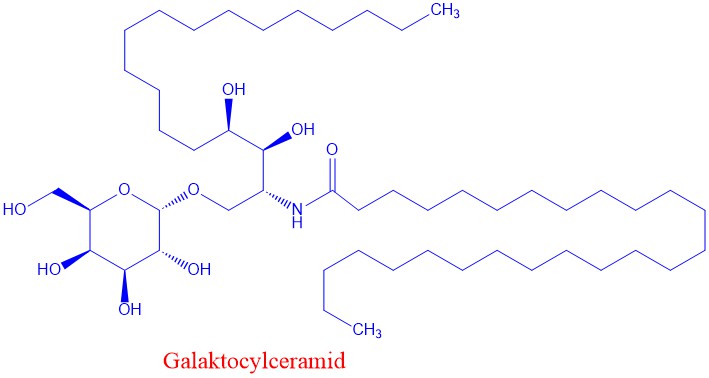 Galaktosylceramid