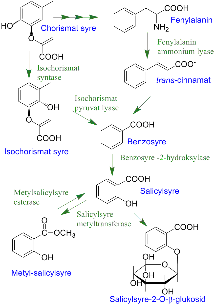 Biosyntese av salicylsyre