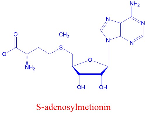 S-adenosylmetionin