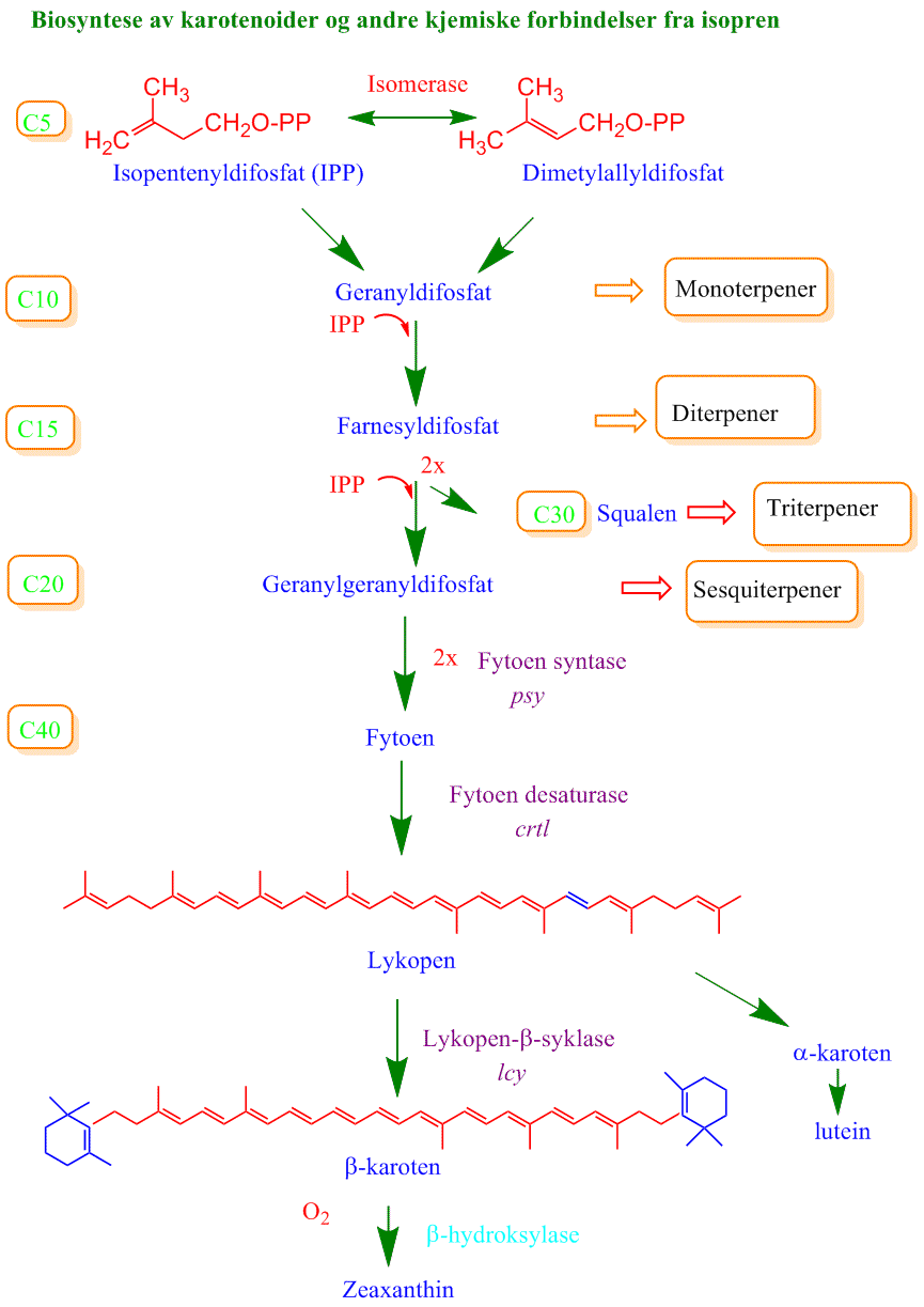 Biosyntese terpener
