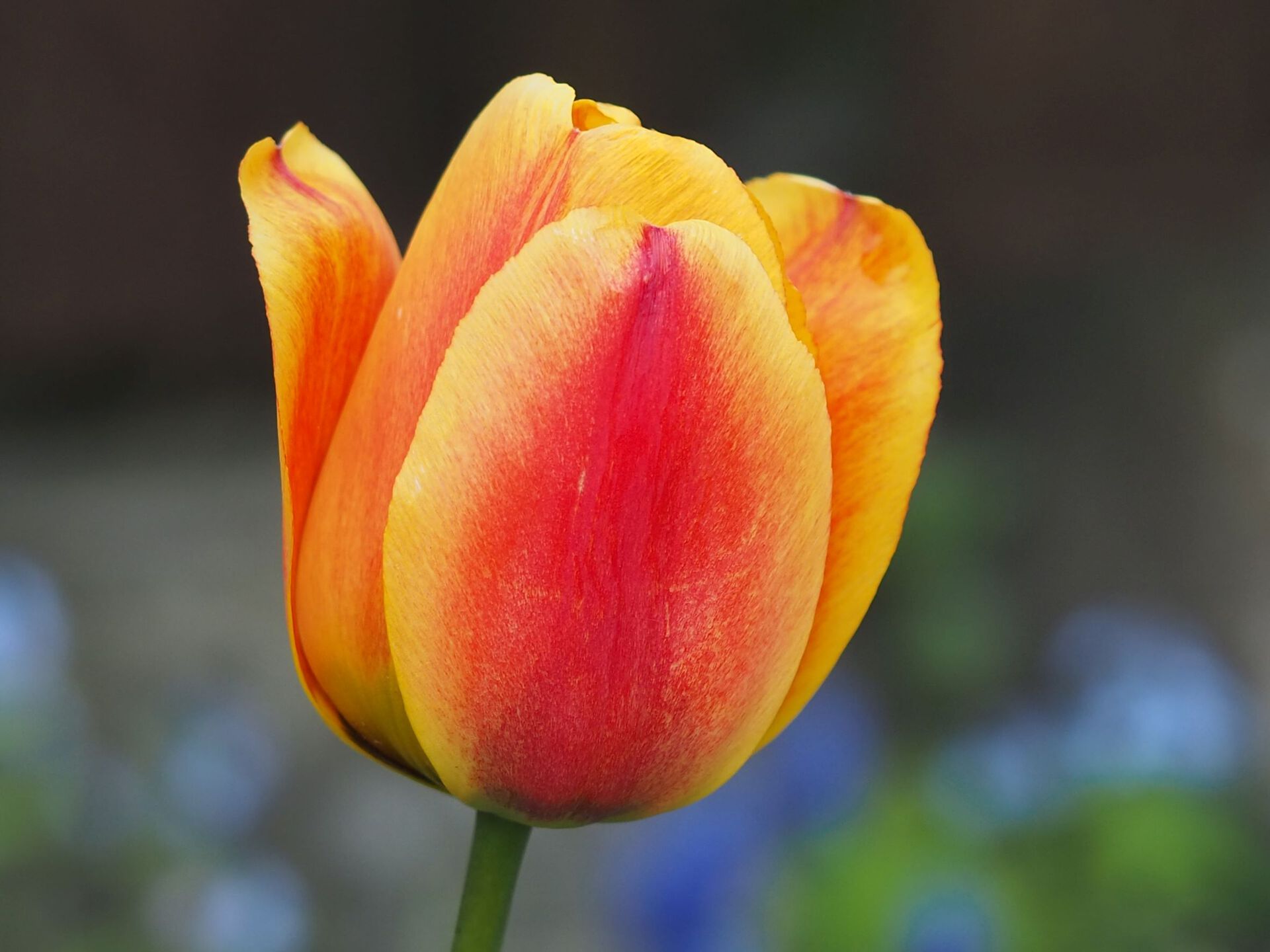 Tulipanblomst rødgul