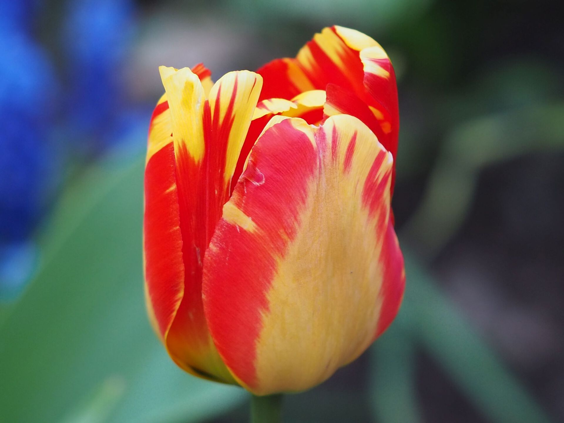 Tulipanblomst rødgul