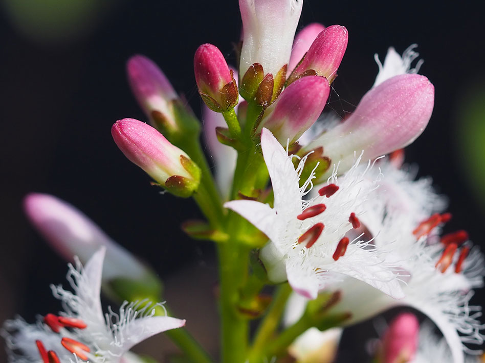 Bukkelbad blomst detalj