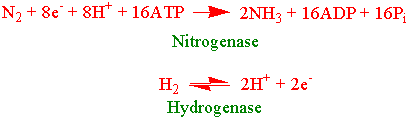 Nitrogenase