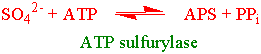  ATP sulfurylase