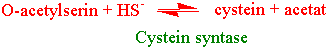 Cystein syntase
