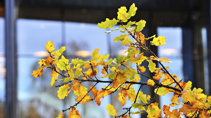 Branch with autumn leaves in front of a building