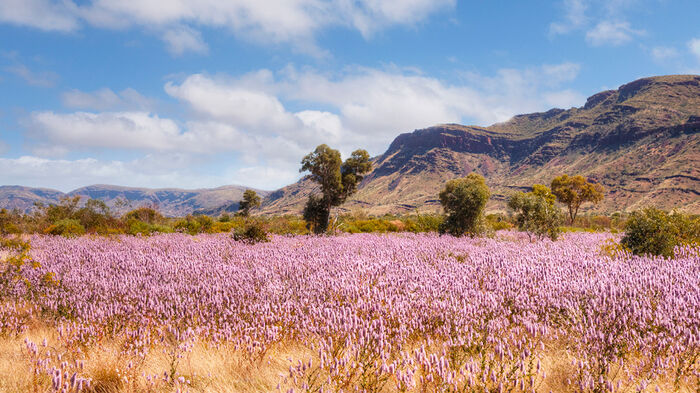 pink flowers, mountains, blue sky, white clouds
