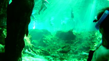 grønn ,verden ,under vann ,organisme ,vann.